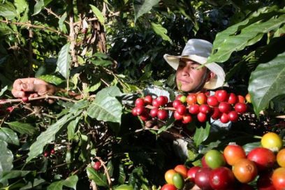 Impacto de inversiones: más producción de café