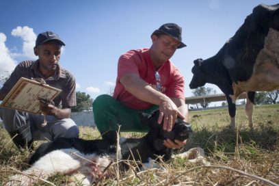 Criar animales con salud