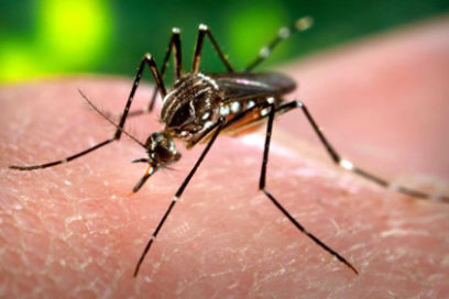 Dos nuevos casos autóctonos de Zika en Cuba