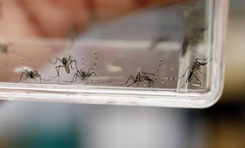 Quinto paciente reportado con virus Zika. Foto: Internet