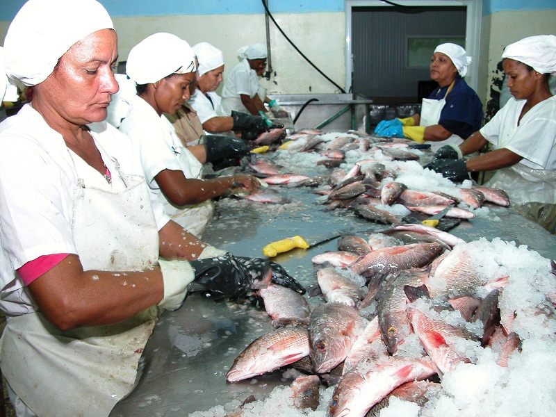 En el 2015 las producciones de Pescacam superaron las 2 mil 200 toneladas; para el año en curso los planes son más discretos, pero sus trabajadores se empeñan en acercarse a esa cifra. Foto: Otilio Rivero Delgado