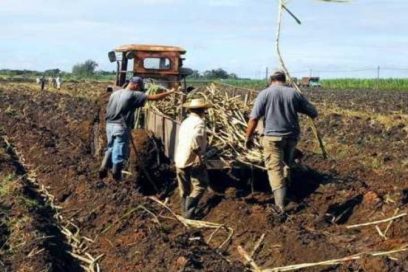 Cultivar más caña para producir más azúcar