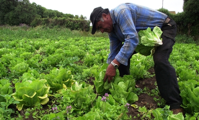 Es la agricultura el sector que más empleo genera en la economía cubana con el 28 % del total. Foto: Tomada de internet