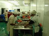 La industria procesadora del camarón tiene capacidad instalada para unas 12 toneladas diarias, lo cual se hace posible por el esfuerzo de sus trabajadores. Foto: Calisur