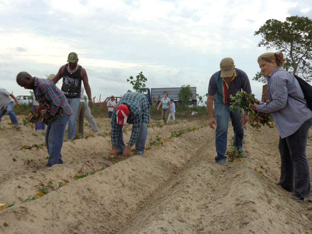 Convocados por el sindicato, los trabajadores asisten a las labores agrícolas. Fotos: Eduardo González Martínez
