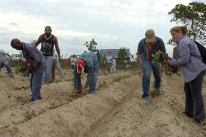 Miles de pinareños ayudan en labores agrícolas