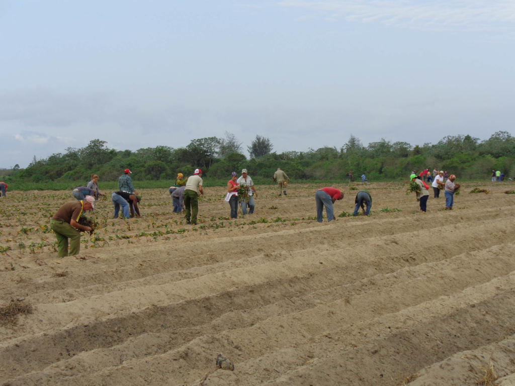 Miles de pinareños a labores agrícolas 02