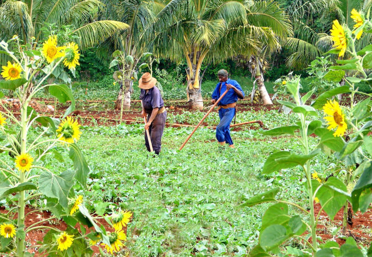 El intercalamiento de cultivos posibilita mejor aprovechamiento del suelo. Foto: Eddy Martin