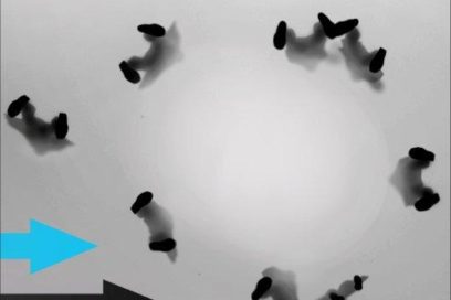 Concluyó el Foro Internacional Traspasos  Escénicos