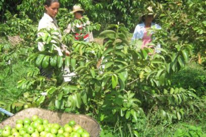 Productores cubanos abogan por la excelencia en la siembra de frutales