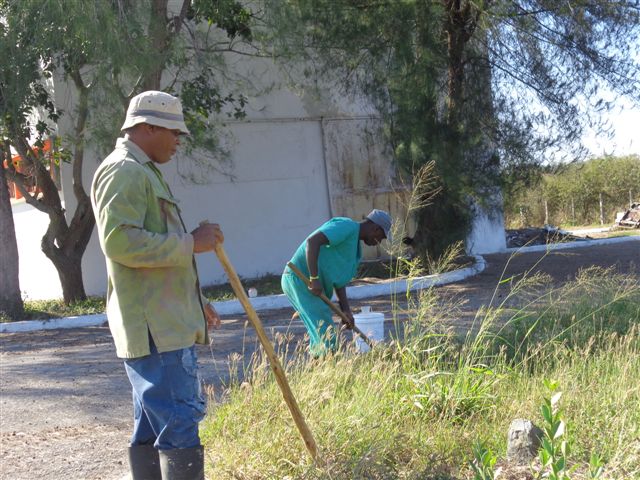 Diferentes variedades son cultivadas en las áreas recuperadas del Matadero de Aves de Villa Clara.