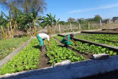 De todo en mi huerto