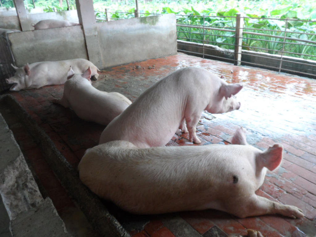 Algunas de las enfermedades que afectan a los animales también proviene de los animales. Foto: Eduardo González