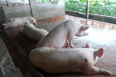 Comienzan estudios para enfrentar enfermedades provenientes de animales