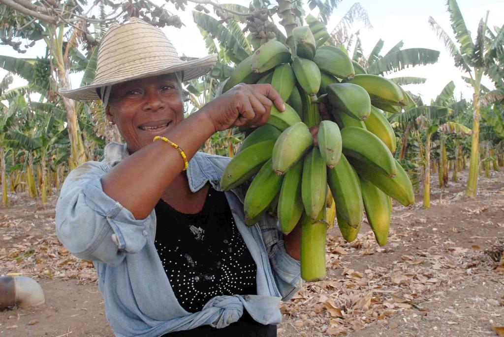 Trabajadora del polo productivo El Alambre de la Empresa Agropecuaria del municipio de San Luis, en la provincia de Santiago de Cuba, el 7 de febrero de 2015. AIN Foto: Miguel Rubiera
