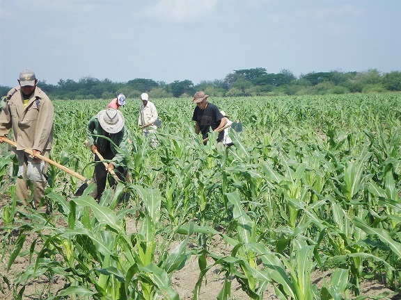 El pago de salario por resultados es una de las importantes razones del incremento de los niveles productivos. Foto: Lianet Suárez