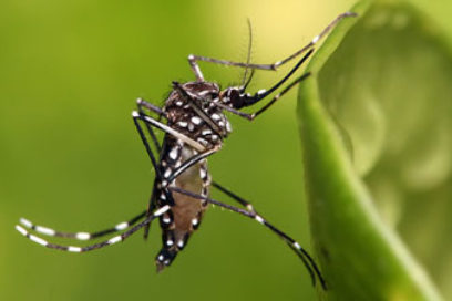Cuba reporta nuevo caso importado de zika
