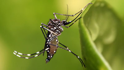 zika3