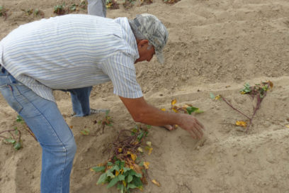 Incrementan pinareños su ayuda en labores agrícolas