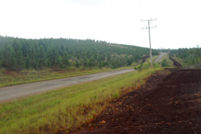 Pinar mantiene mayor índice de boscosidad del país