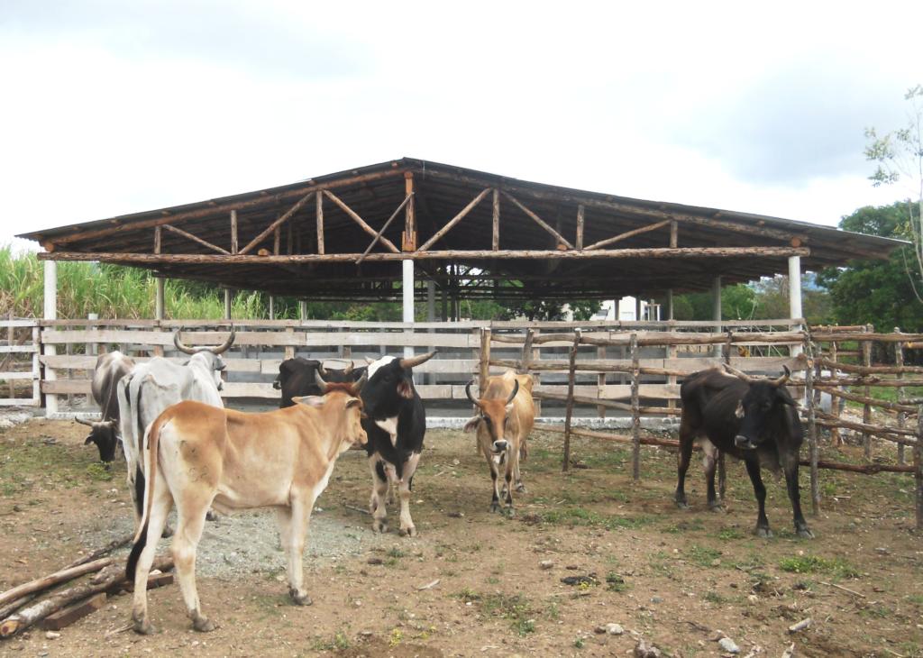 Revitalizar la ganadería cubana. Foto: Rodny Alcolea