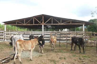 Exhorta ministro de la Agricultura a revitalizar ganadería cubana