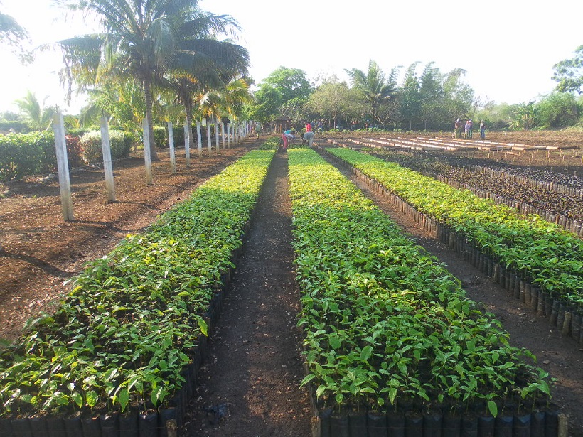 El trabajo en los viveros ha sido fundamental para obtener mejores resultados en los índices de boscosidad. Foto: CITMA Delegación Territorial Granma