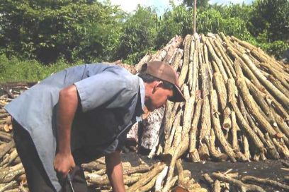 Día del Trabajador Forestal