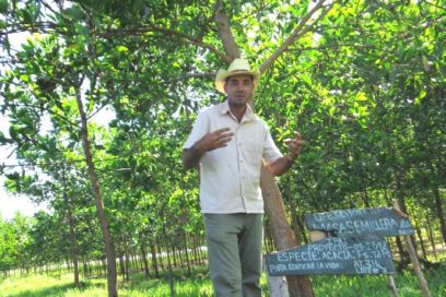 Luce bien la acacia en Las Tunas