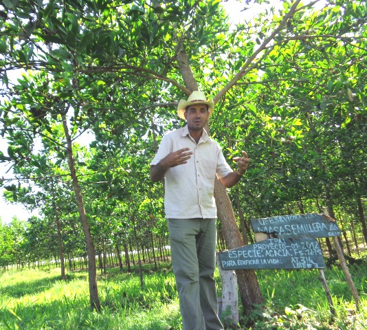 Eugenio muestra satisfecho la vitalidad del bosque de acacia