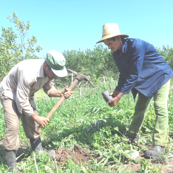 El fomento de las plantaciones y la reposición son prioridades