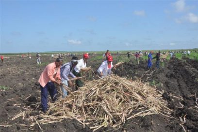 Espirituanos se fueron de fiesta al cañaveral