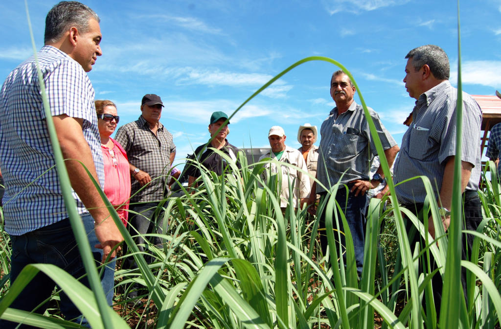 Ulises Guilarte (primero a la derecha) apreció en el campo el favorable estado que presentan las plantaciones de caña. Foto: Ramón Barreras Ferrán.
