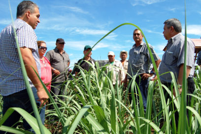 Incrementar la producción cañera: imperativo económico