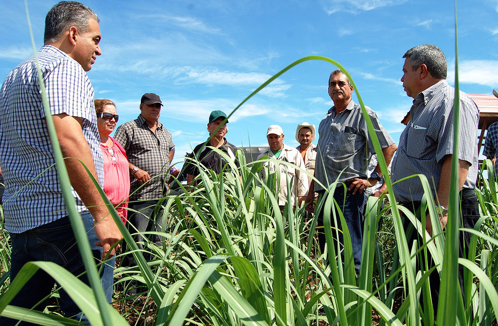 Ulises Guilarte apreció en el campo el favorable estado que presentan las plantaciones de caña. Foto: Ramón Barreras