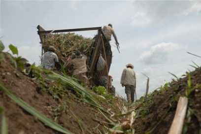 Periodismo ciudadano: Rescatar la producción cañera