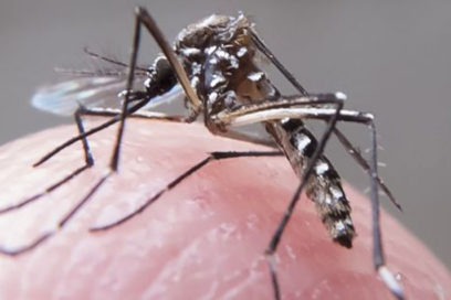 Diagnosticado nuevo caso importado de virus Zika