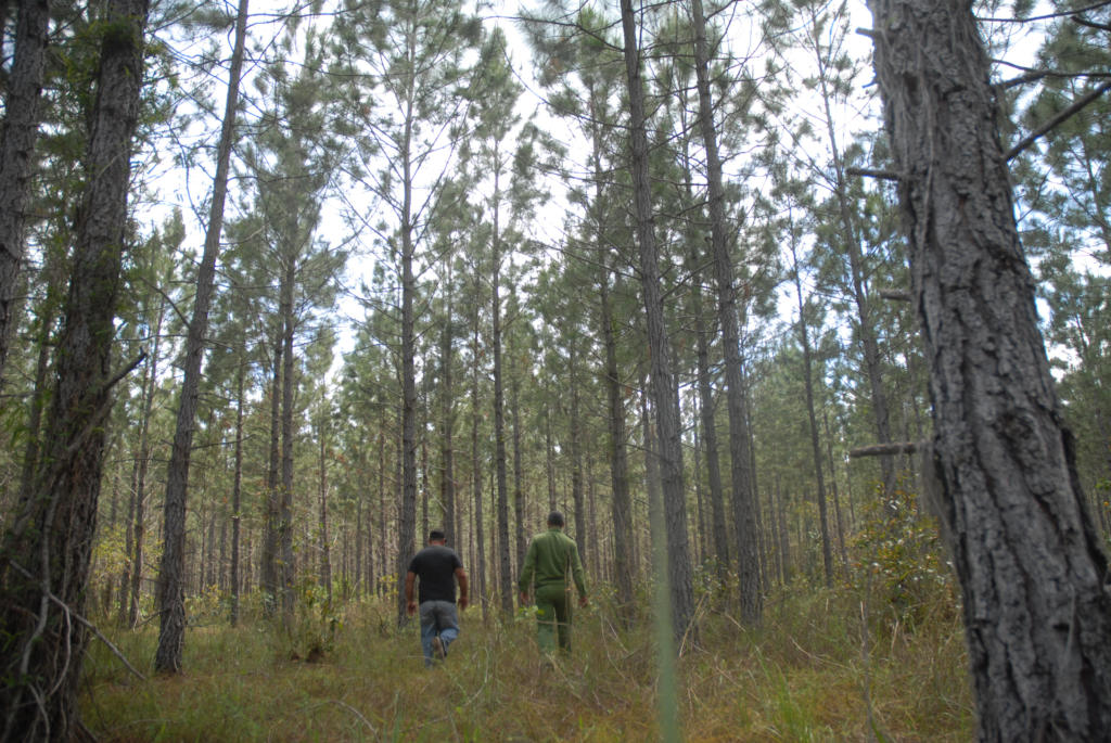 Está demostrado científicamente el efecto curativo de los bosques, sobre todo en la reducción del estrés y la fatiga. Foto: Agustín Borrego Torres
