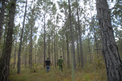 Bosques sanadores