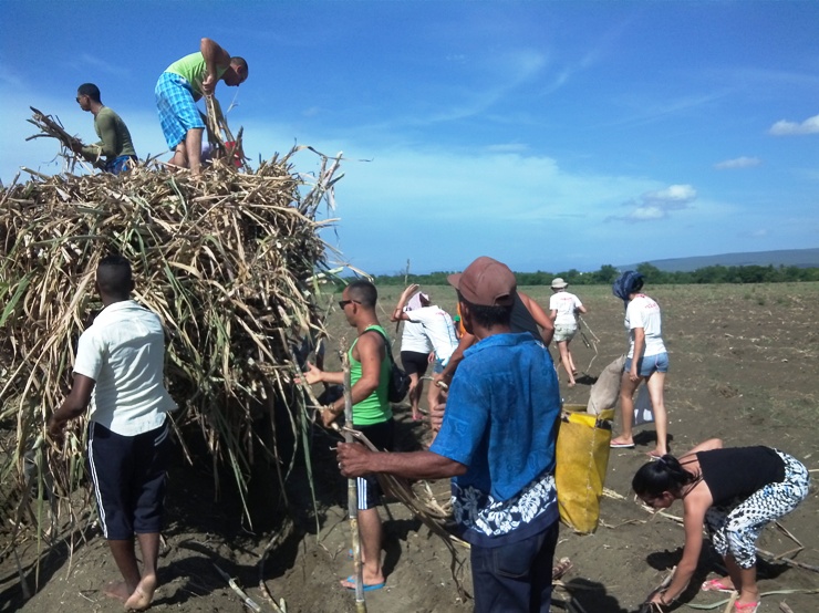 Las actividades en el territorio más oriental del país incluyen una jornada de productiva de siembra de caña. Foto: Rodny Alcolea