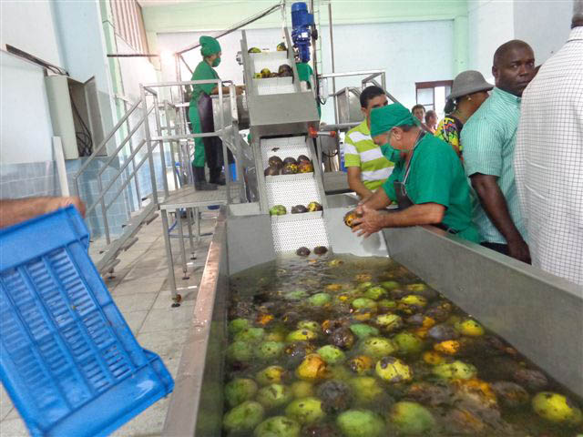 Ya funciona la minindustria para frutos carnosos.