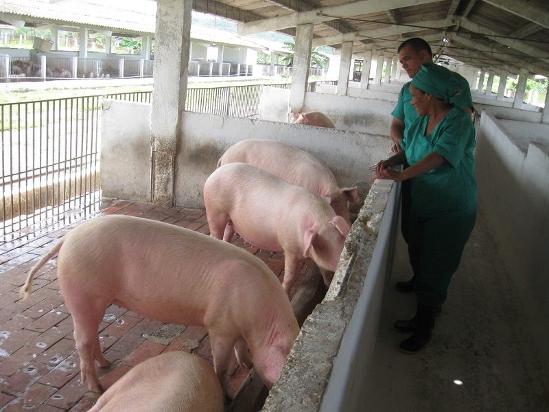 La producción porcina crece cada año, con un riguroso cumplimiento de la entrega a la Empresa Cárnica. Foto: Xiomara Alsina