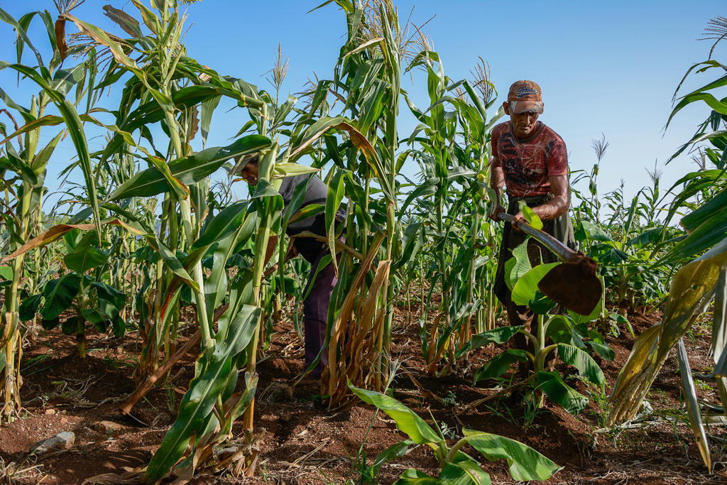 Más de mil 500 usufructuarios se han incorporado en Minas al cultivo de la tierra al amparo de los decretos ley 259 y 300. Gracias a su esfuerzo, el territorio ha puesto en producción cerca de 22 mil hectáreas que permanecían ociosas. Foto: Leandro A. Pérez Pérez