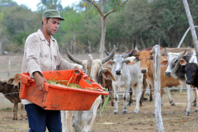 Una vitrina del campo en la ciudad