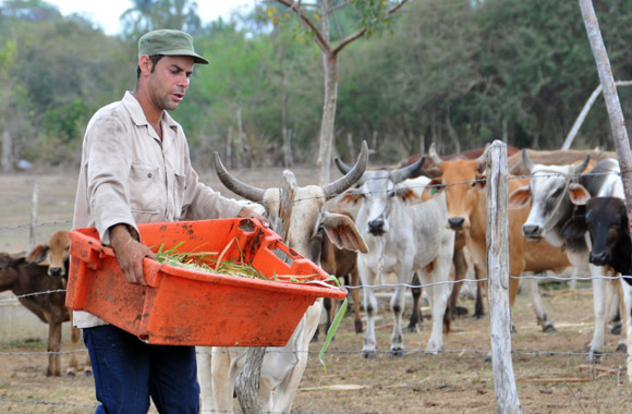 Los ganaderos rompieron el récord de producción de leche, y ya tienen 6 millones de litros más acopiados en el primer semestre del año anterior. Foto: Ismael Francisco