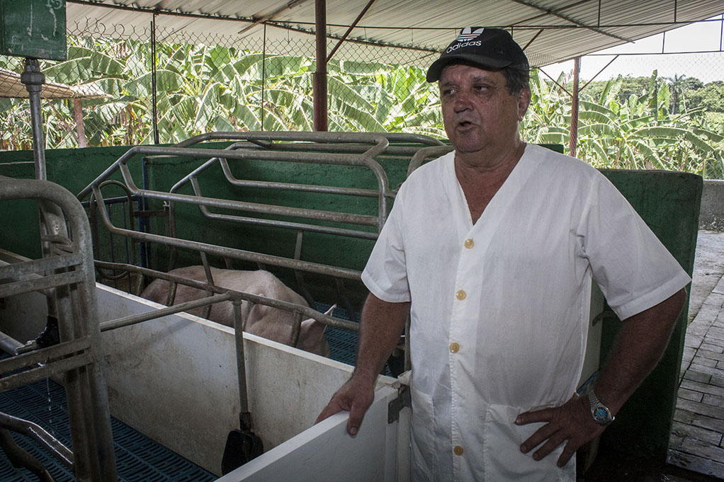 En el centro multiplicador de Guayos impera la tecnología de punta y la especialización de los productores, lo que permite lograr elevados rendimientos en la cría de cerdos. Foto: René Massola