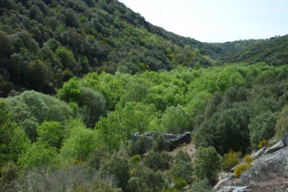 Cubierto de bosques el 38,21  % del territorio holguinero