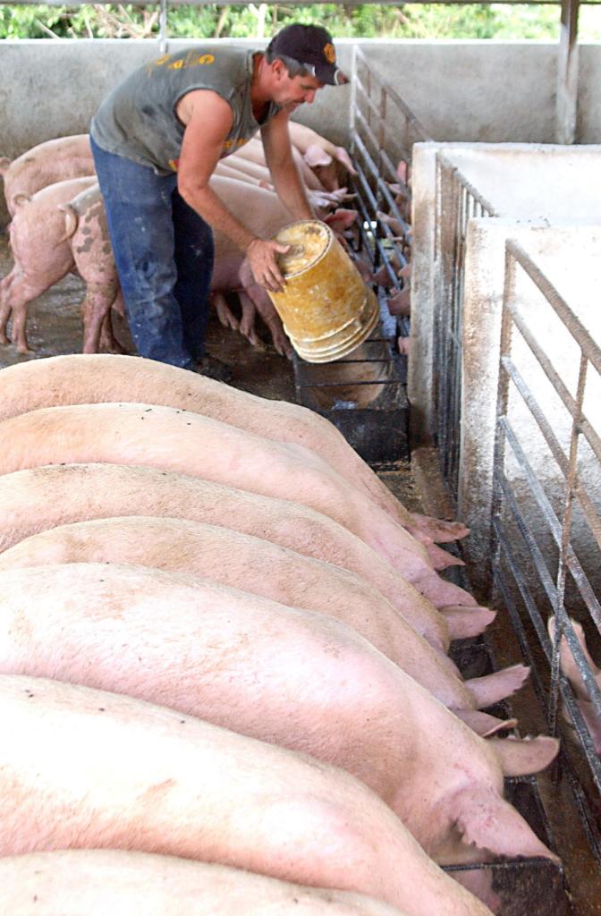 El alimento ensilado cubano (AEC) puede contribuir al incremento de la producción de carne porcina. Foto: José R. Rodríguez Robleda