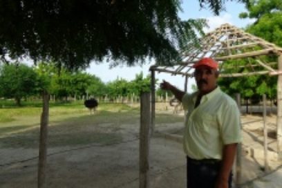 Extenderán a varios territorios la práctica de cría de avestruz