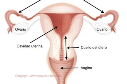 Jamás el descuido: Aparato reproductor femenino